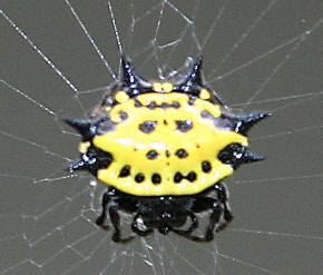 Picture of Crablike Spiny Orb Weaver